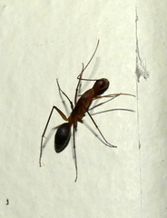 Camponotus etiolipes
