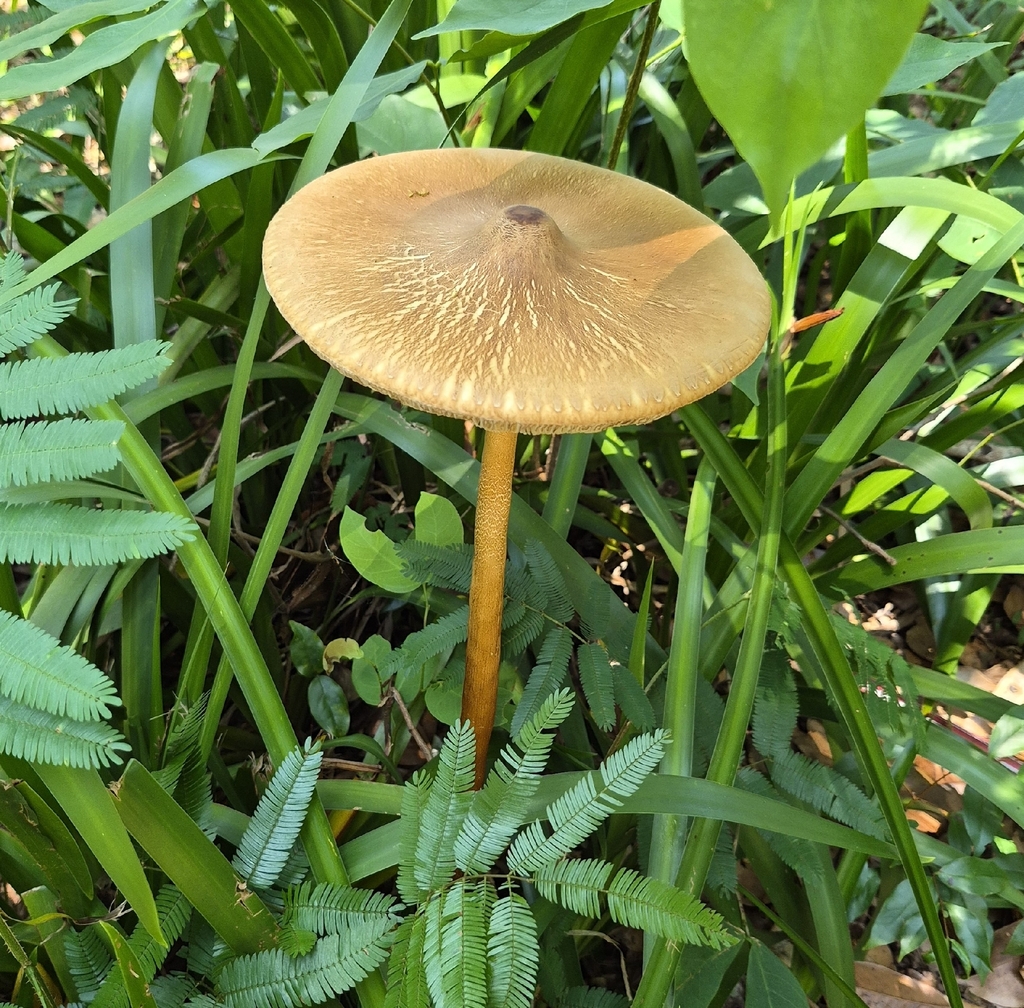 Macrolepiota capelariae · January 2026 · photo: © kellerogabriel2000 (iNaturalist, cc-by)