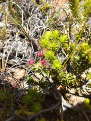 Erica phillipsii