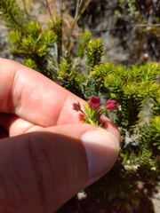 Erica phillipsii