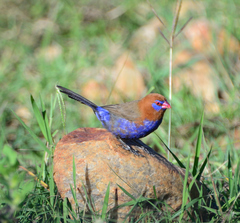 Granatina ianthinogaster