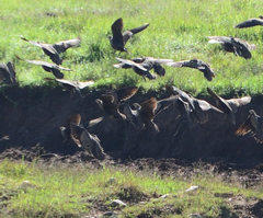 Pterocles gutturalis