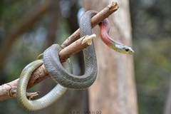 Rhabdophis
