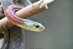 Rhabdophis