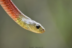 Rhabdophis