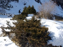 Juniperus pseudosabina