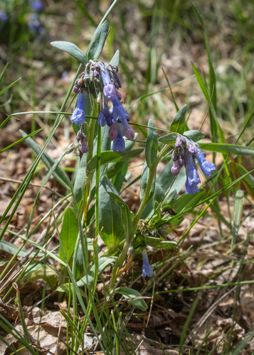 Sierra Bluebells (Mertensia nevadensis)