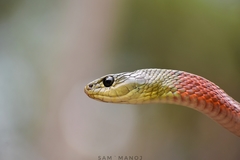 Rhabdophis