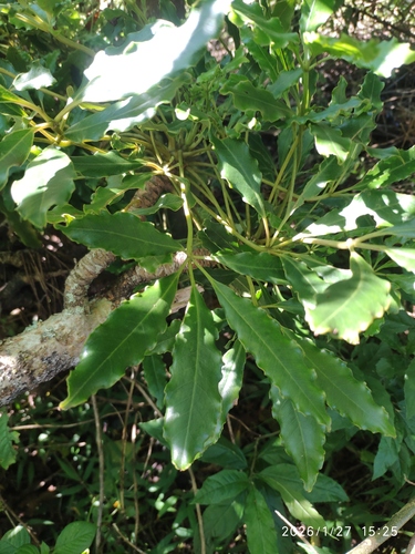 False Cabbagetree (Neocussonia umbellifera)