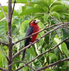 Lybius bidentatus