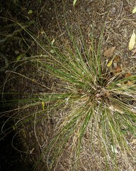 Chionochloa rigida