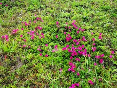 Rhododendron camtschaticum