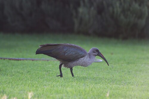 iNaturalist: (c) rynoe, some rights reserved (CC BY-NC) iNaturalist image