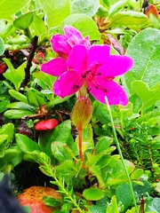 Rhododendron camtschaticum