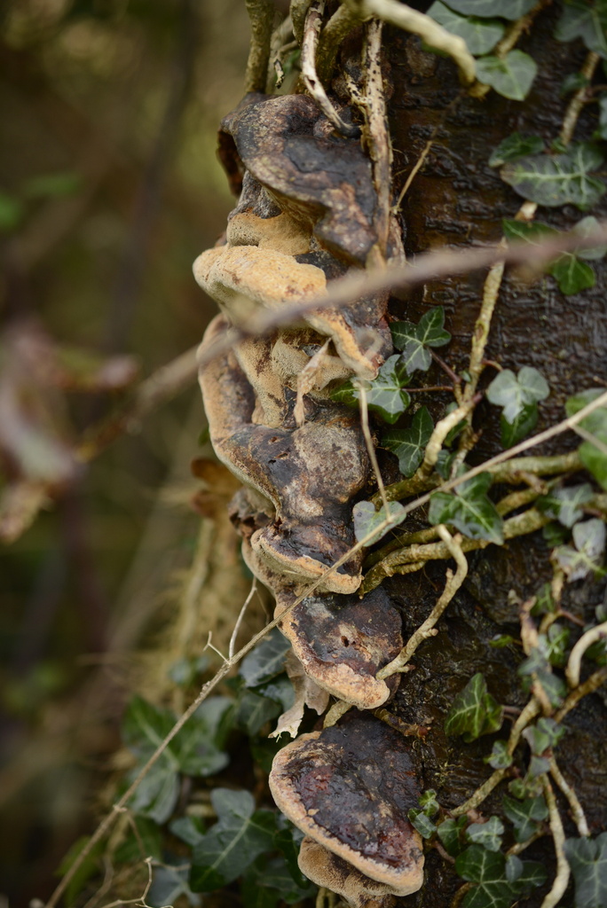 Phellinus pomaceus · January 2026 · photo: © cryptomarasmius (iNaturalist, cc-by)