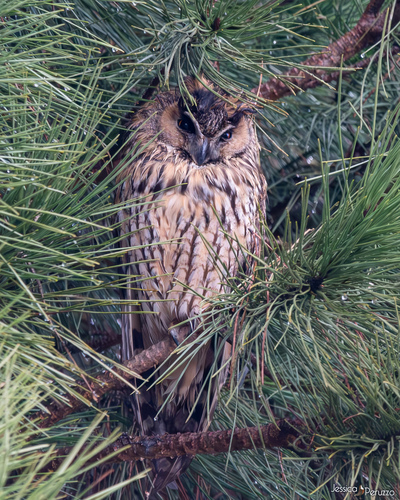 View observation of {o.common_name} on iNaturalist