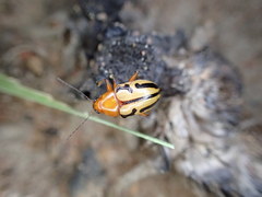 Rhyparida didyma