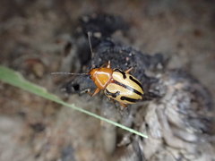 Rhyparida didyma