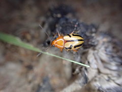 Rhyparida didyma