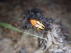 Rhyparida didyma