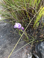 Thereianthus juncifolius