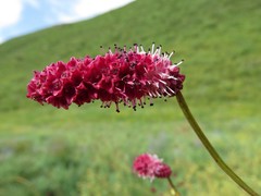 Sanguisorba tenuifolia