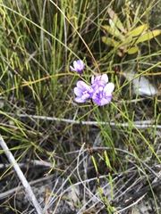 Thereianthus juncifolius