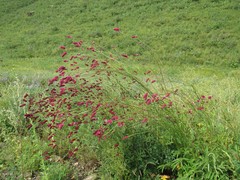 Sanguisorba tenuifolia