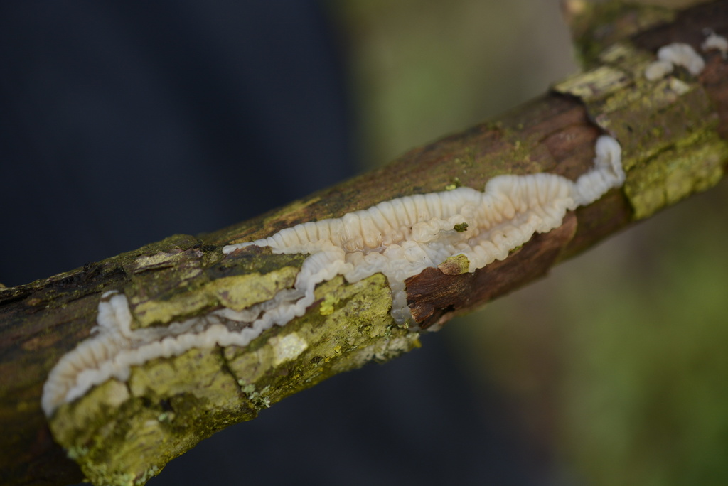 Exidia thuretiana · January 2026 · photo: © cryptomarasmius (iNaturalist, cc-by)