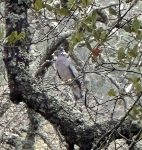 Band-tailed Pigeon (Patagioenas fasciata), photo 10