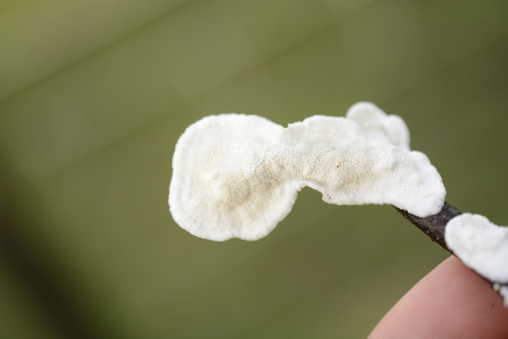 Byssomerulius corium · January 2026 · photo: © cryptomarasmius (iNaturalist, cc-by)