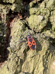 Pyrrhocoris apterus