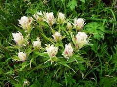 Castilleja pallida