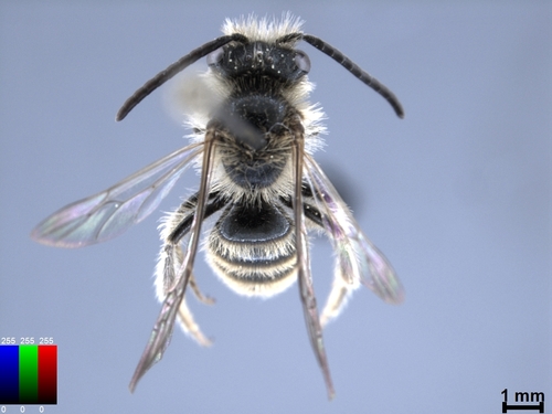 iNaturalist observation photo of Bees