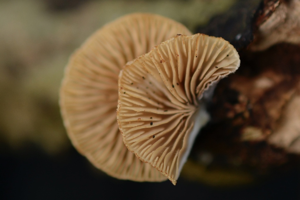 Crepidotus · January 2026 · photo: © cryptomarasmius (iNaturalist, cc-by)