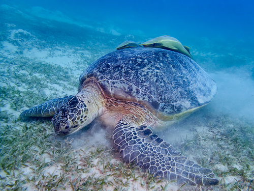 Green Sea Turtle — seen at this dive site