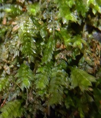 Calomnion complanatum