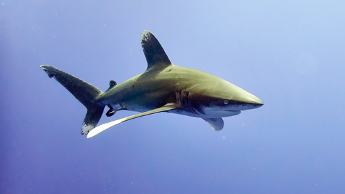 Oceanic whitetip shark