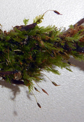 Calomnion complanatum