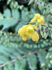 Berberis