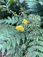 Berberis