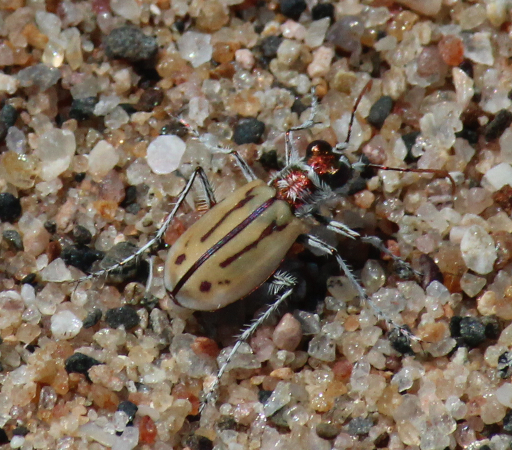 Pale Beach Tiger Beetle
