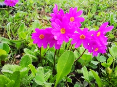 Primula cuneifolia