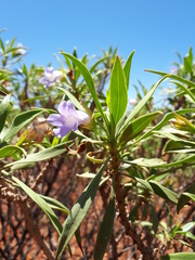 Eremophila freelingii