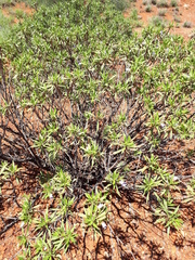 Eremophila freelingii