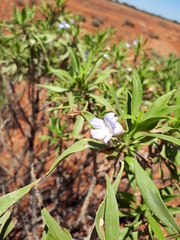Eremophila freelingii