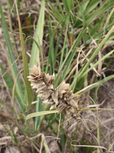 Uniola pittieri (Uniola pittieri)
