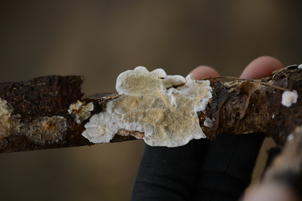 Byssomerulius corium · January 2026 · photo: © cryptomarasmius (iNaturalist, cc-by)