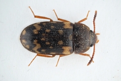 Mycetophagus atomarius