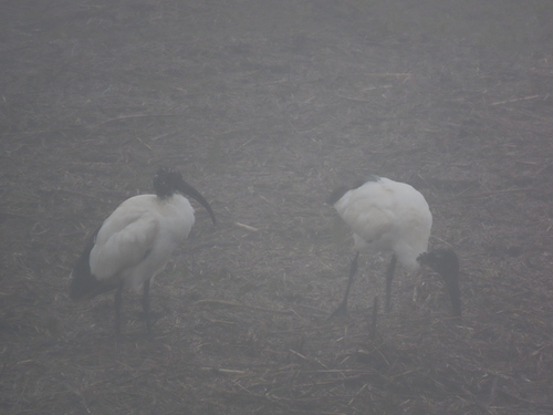 iNaturalist: (c) filippoceccolini, some rights reserved (CC BY-NC), uploaded by filippoceccolini iNaturalist image